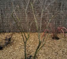 Cerisier japonais multitronc avec paillage