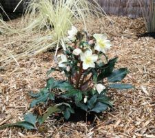 Roses de Noël Hellebore