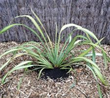 Phormium vert