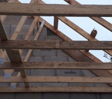Taches noires sur la charpente
