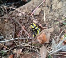 Une salamandre tachetée à côté du regard de pluviales, un peu plus je ne la voyais pas l'innocente...