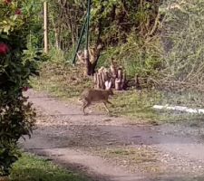 C'est un lièvre qui passe pour aller manger les légumes dans le jardin du voisin