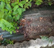 Une petite couleuvre trouvée en nettoyant le long de la maison, je l'ai posé dans le fossé du champ à côté.