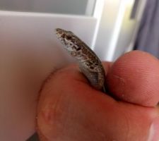 Les lézards qui passent leur temps à rentrer dans la maison... c'est que ça court vite ces bêtes-là, et vaut mieux qu'ils soient dehors que de dedans, entre le chien et les enfants... ils ne devraient pas rentrer.