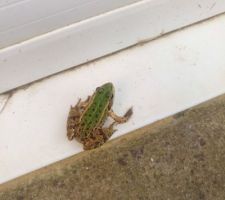 On a des grenouilles à l'entrée du sous-sol elles ne sont pas grosses, mais c'est dingue qu'un si petit animal puisse développer autant de dB