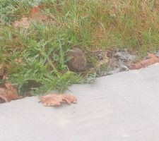 Un des rats taupiers pris en flagrant delis devant la baie vitrée...