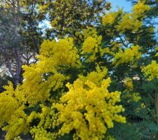 Mimosa en fleurs sur le terrain