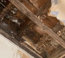 Champignons gitage du plafond de la cuisine, suite à une fuite à la salle de bain