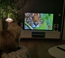 Notre petit fauve aadmire les grands fauves à la TV