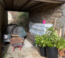 Mise en bac de tiges de laurènes suite à la coupe d'un pied qui sera dessouché, pour bouturage