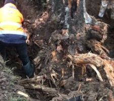 D&eacute;souchage Arbre