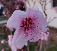 Le pêcher en fleur.