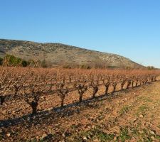La vigne à côté de la maison en attente d'être taillée