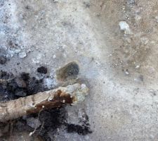 Morceau de racine pris dans le b&eacute;ton...