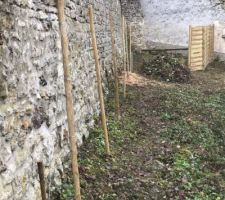 Mise en place des poteaux le long du mur pour fruits rouges