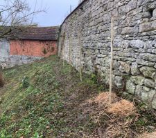 Plantation des fruits rouge