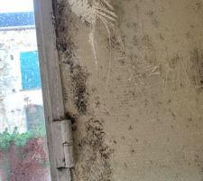 Autres vue des moisissures intérieur