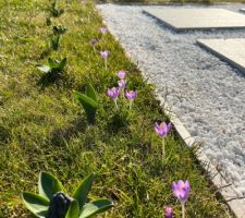 Le printemps frappe à la porte... Crocus et jacinthes montrent le bout du nez !