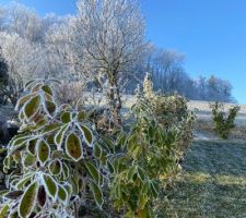 Le jardin paré de givre en janvier...