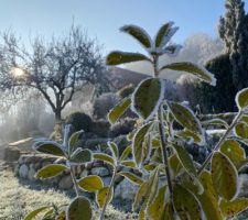 Le jardin paré de givre en janvier...