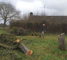 Abattage du pommiers pour construction