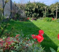 Tulipes, Nandina et Arbre aux faisans.