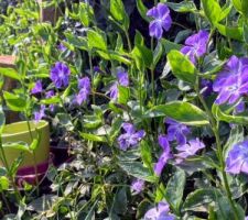 Vigoureuse pervenche à grandes feuilles, couvre-sol au fond du jardin qui empêche la pousse des mauvaises herbes.