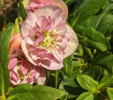 Hellebores