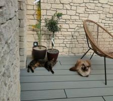 Nos chats en mode détente dans le patio ?