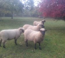 La p&acirc;ture du haut avant l?&eacute;talage des terres. Les moutons esp&egrave;rent que l'herbe repoussera vite!