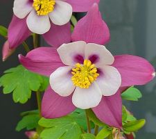 La fleur d'Ancolie, particulièrement originale j'adore