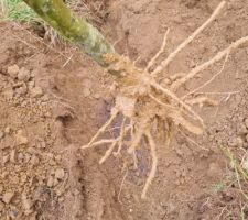 Plantation round 1 - Pralinage des racines