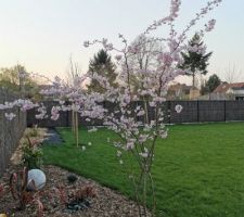 Cerisier en fleur dès la première année !