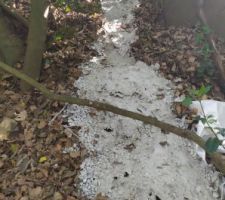 Pollution dans la forêt