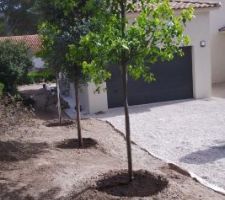 Plantation d'arbres: Camphriers, Metrosideros, Palmiers, Oranger, citronnier, grenadier, Kumquat, abricotier etc... ça commence à ressembler à un jardin - 13/04/22