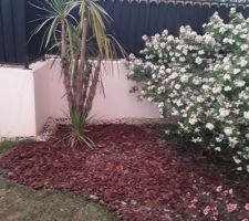 Plantation d une cordyline Australis à plusieurs tête