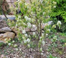 Jeune amelanchier