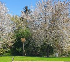 C'est le printemps, les merisiers et le cerisier japonais sont en fleurs