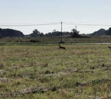 On ne se g&ecirc;ne pas pour traverser le terrain