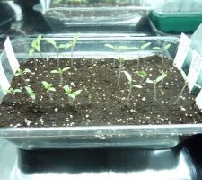 Les derniers semis de tomates dans la growbox