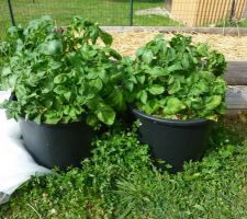 Premières pommes de terre en pot