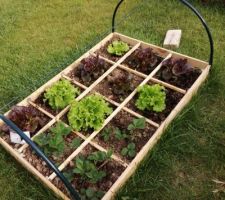 Plantation, carré potager pour le moment ça pousse ! ?