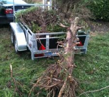 Encore faut il d&eacute;barrasser les souches et les branches.... 2 voyages &agrave; la d&eacute;chetterie et il y en aura encore, il reste encore 10 m&egrave;tres de sapinettes et 58 m de laurier.