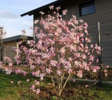 Magnolia étoilé, loebneri Leonard Messel