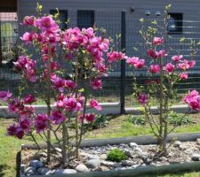 Magnolia Cleopatra. Une floraison spéciale, et les fleurs sont légèrement remontantes en été