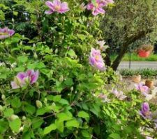 Ballade dans le jardin. Clématite Piilu