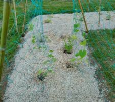 Mon petit potager provisoire de cette année
