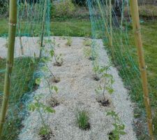 Mon petit potager provisoire de cette année