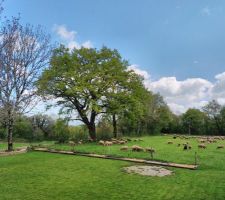 Réalisation de massif pour les groseilles et les maquereaux

 en arrière plan le chêne qui remet les feuilles 

Et mes tondeuses ÉCOLOGIQUE