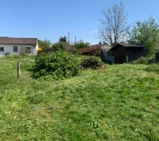 Apr&egrave;s des heures de travail, les arbres sont coup&eacute;s